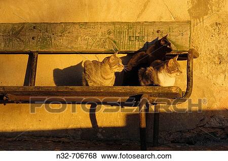 Cats at san Miguel quarter. Cuenca (World Heritage). Castilla_La Mancha. Spain View Large Photo Image Stock Photo - Cats at san Miguel quarter. Cuenca (World Heritage). Castilla_La Mancha. Spain. Fotosearch