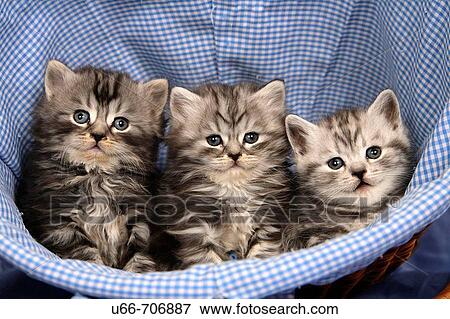 Cats Brittish shorthair View Large Photo Image Stock Photo - Cats Brittish shorthair. Fotosearch