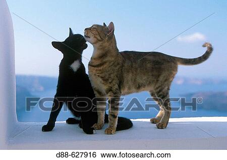 Stock Photograph - Cats. Greece.. Fotosearch