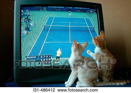 Cats kittens watching tennis match on Television View Large Photo Image Stock Image - Cats kittens watching tennis match on Television. Fotosearch