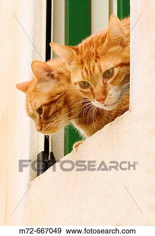 Stock Photo - Cats. Palermo, Sicily. Italy. Fotosearch
