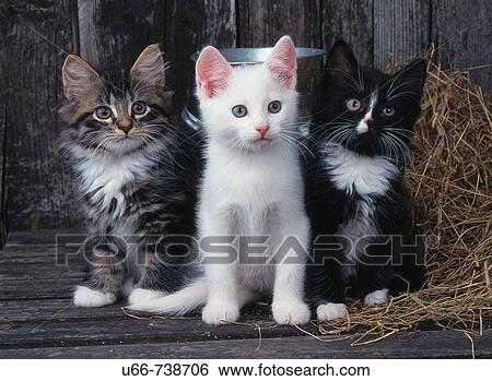 Cats View Large Photo Image Stock Photograph - Cats. Fotosearch