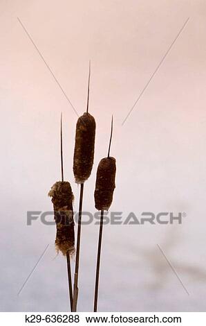 Stock Photo - Cattail seed heads silhouetted at edge of beaver pond ice. Fotosearch