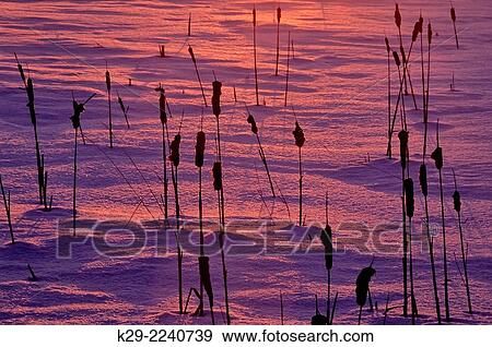 Stock Photo - Cattail silhouettes in late winter at sunset, Greater Sudbury, Ontario, Canada.. Fotosearch
