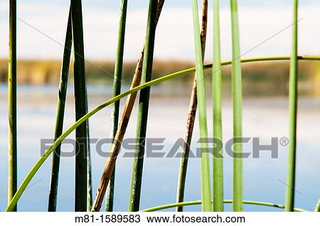 Stock Image - Cattail Typha latifolia and Bulrush Scirpus lacustris vegetation in Malheur National Wildlife Area. Harney County, Oregon, USA.. Fotosearch