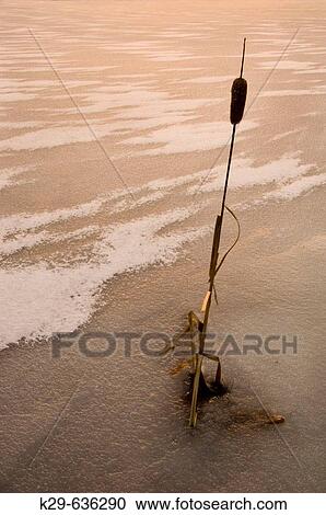 Stock Image - Cattail (Typha latifolia) embedded in beaver pond ice. Fotosearch