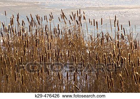 Cattails and early winter ice at sunset. Lively. Ontario. Canada. View Large Photo Image Stock Photograph - Cattails and early winter ice at sunset. Lively. Ontario. Canada.. Fotosearch
