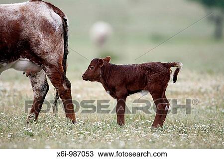 Cattle, bull calf with ear tags, beef cattle breed, Portugal View Large Photo Image Stock Image - Cattle, bull calf with ear tags, beef cattle breed, Portugal. Fotosearch