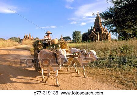 Cattle cart and pagodas. Bagan. Myanmar (Burma) View Large Photo Image Stock Photograph - Cattle cart and pagodas. Bagan. Myanmar (Burma). Fotosearch