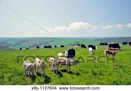 Cattle cows graze grazing summer pasture in Exmoor National Park near Brendon, Devon, England, UK View Large Photo Image Picture - Cattle cows graze grazing summer pasture in Exmoor National Park near Brendon, Devon, England, UK. Fotosearch