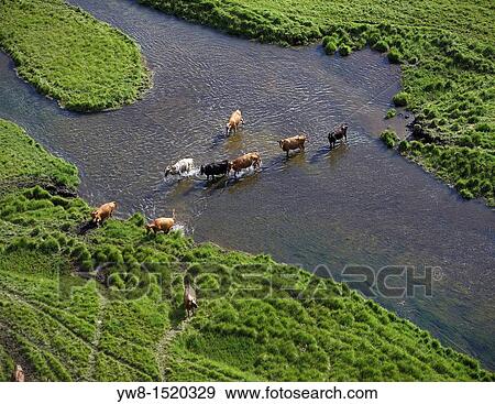 Cattle Crossing River, Iceland View Large Photo Image Stock Photo - Cattle Crossing River, Iceland. Fotosearch