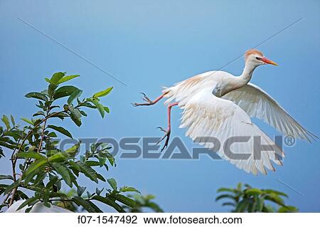 Cattle Egret Bubulcus ibis. Costa Rica. At nesting colony, tropical rainforest View Large Photo Image Stock Image - Cattle Egret Bubulcus ibis. Costa Rica. At nesting colony, tropical rainforest. Fotosearch