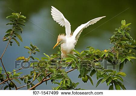 Cattle Egret Bubulcus ibis. Costa Rica. At nesting colony, tropical rainforest View Large Photo Image Stock Photo - Cattle Egret Bubulcus ibis. Costa Rica. At nesting colony, tropical rainforest. Fotosearch