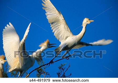 Cattle Egret (Bubulcus ibis) fighting. MBlaga, Andalusia, Spain View Large Photo Image Stock Photo - Cattle Egret (Bubulcus ibis) fighting. MBlaga, Andalusia, Spain. Fotosearch