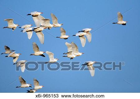 Cattle Egret Bubulcus ibis, flock in flight, Portugal View Large Photo Image Stock Image - Cattle Egret Bubulcus ibis, flock in flight, Portugal. Fotosearch