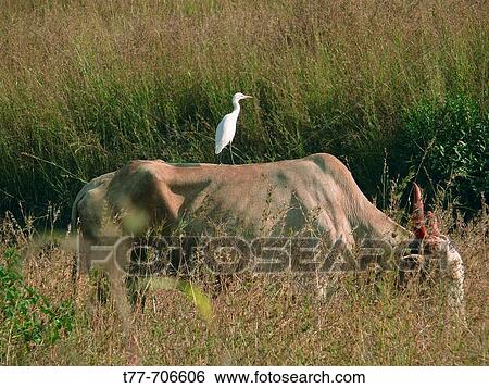 Cattle Egret (Bubulcus ibis) is seating on the back of a bull, eating grass at a farmland. Sinhanghad, Pune, Maharashtra, India View Large Photo Image Stock Photograph - Cattle Egret (Bubulcus ibis) is seating on the back of a bull, eating grass at a farmland. Sinhanghad, Pune, Maharashtra, India. Fotosearch