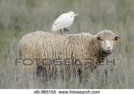 Cattle Egret Bubulcus ibis, riding on merino sheep's back, Portugal View Large Photo Image Stock Photography - Cattle Egret Bubulcus ibis, riding on merino sheep's back, Portugal. Fotosearch