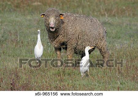 Cattle Egret Bubulcus ibis, two birds feeding beside merino sheep, Portugal View Large Photo Image Stock Photograph - Cattle Egret Bubulcus ibis, two birds feeding beside merino sheep, Portugal. Fotosearch
