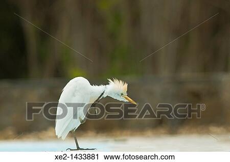 Stock Image - Cattle Egret - Bulbulcus ibis, Crete. Fotosearch