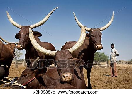 Cattle herd, Ankole cows, Niger View Large Photo Image Stock Photography - Cattle herd, Ankole cows, Niger. Fotosearch