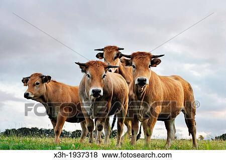 cattle in Aubrac plateau, Lozere departement, Languedoc-Roussillon region, France, Europe View Large Photo Image Stock Photo - cattle in Aubrac plateau, Lozere departement, Languedoc-Roussillon region, France, Europe. Fotosearch