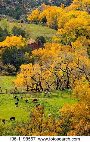 Cattle in pasture and Cottonwood trees in fall on ranch near Zion National Park, Utah View Large Photo Image Stock Photo - Cattle in pasture and Cottonwood trees in fall on ranch near Zion National Park, Utah. Fotosearch