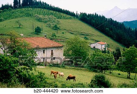 Cattle, Mutiloa, Guipuzoca, Spain View Large Photo Image Stock Image - Cattle, Mutiloa, Guipuzoca, Spain. Fotosearch