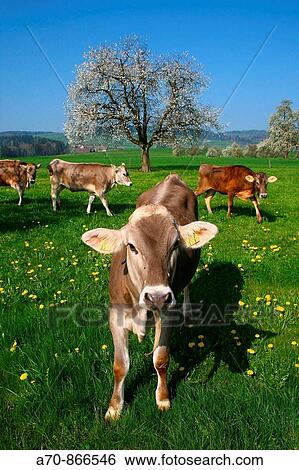 Cattle on a pasture with Giswil, in the back a flowering apple tree View Large Photo Image Stock Photograph - Cattle on a pasture with Giswil, in the back a flowering apple tree. Fotosearch