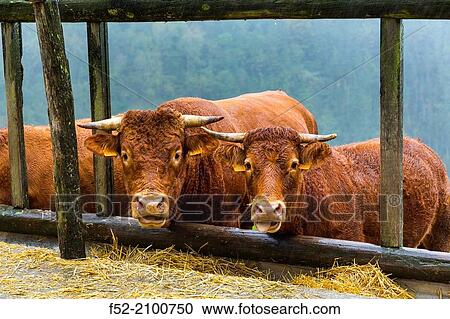 Cattle or cows, Pagoeta Natural Park, Gipuzkoa, Basque Country, Spain, Europe. View Large Photo Image Stock Image - Cattle or cows, Pagoeta Natural Park, Gipuzkoa, Basque Country, Spain, Europe.. Fotosearch