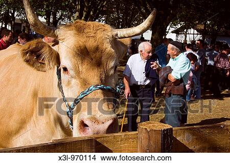 Cattle show of Elizondo Navarra Spain View Large Photo Image Picture - Cattle show of Elizondo Navarra Spain. Fotosearch