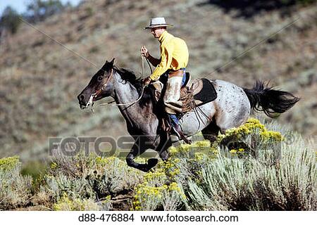 Cattleman with? Quarter horse? and/or? Paint? of USA. Ponderosa Ranch. Seneca. Oregon. USA View Large Photo Image Picture - Cattleman with? Quarter horse? and/or? Paint? of USA. Ponderosa Ranch. Seneca. Oregon. USA. Fotosearch