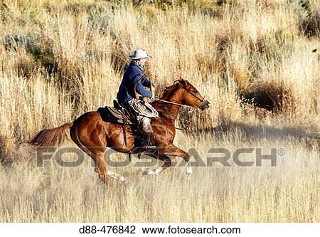 Stock Image - Cattleman with? Quarter horse? and/or? Paint? of USA. Ponderosa Ranch. Seneca. Oregon. USA. Fotosearch
