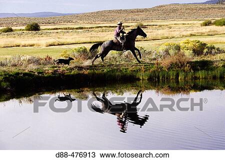 Cattleman with? Quarter horse? and/or? Paint? of USA. Ponderosa Ranch. Seneca. Oregon. USA View Large Photo Image Stock Image - Cattleman with? Quarter horse? and/or? Paint? of USA. Ponderosa Ranch. Seneca. Oregon. USA. Fotosearch