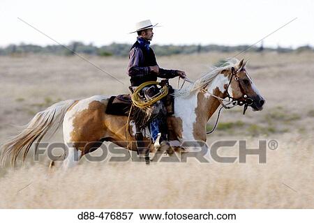 Cattleman with? Quarter horse? and/or? Paint? of USA. Ponderosa Ranch. Seneca. Oregon. USA View Large Photo Image Stock Photo - Cattleman with? Quarter horse? and/or? Paint? of USA. Ponderosa Ranch. Seneca. Oregon. USA. Fotosearch