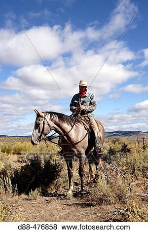 Stock Photo - Cattleman with? Quarter horse? and/or? Paint? of USA. Ponderosa Ranch. Seneca. Oregon. USA. Fotosearch