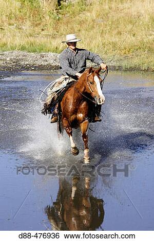 Cattleman with? Quarter horse? and/or? Paint? of USA. Ponderosa Ranch. Seneca. Oregon. USA View Large Photo Image Stock Photograph - Cattleman with? Quarter horse? and/or? Paint? of USA. Ponderosa Ranch. Seneca. Oregon. USA. Fotosearch