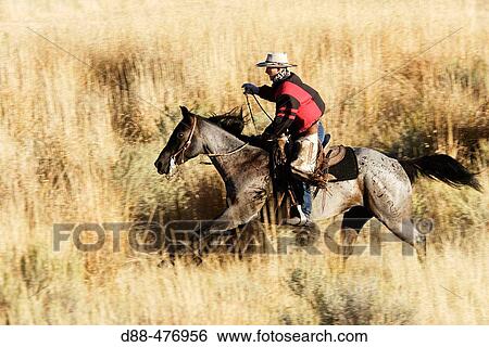 Stock Photograph - Cattleman with? Quarter horse? and/or? Paint? of USA. Ponderosa Ranch. Seneca. Oregon. USA. Fotosearch
