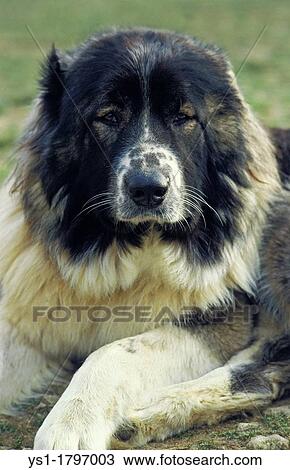 Caucasian Shepherd Dog, a Breed from Russia View Large Photo Image Stock Image - Caucasian Shepherd Dog, a Breed from Russia. Fotosearch
