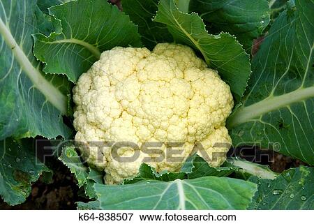 Cauliflower in kitchen garden. Canicosa de la Sierra, Burgos province, Castilla-Leon, Spain View Large Photo Image Stock Photo - Cauliflower in kitchen garden. Canicosa de la Sierra, Burgos province, Castilla-Leon, Spain. Fotosearch