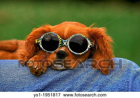 Stock Photo - Cavalier King Charles Spaniel Dog, Pup wearing Sun glasses.. Fotosearch