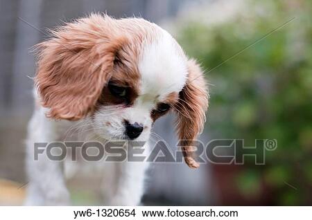 Cavalier King Charles Spaniel Outside View Large Photo Image Picture - Cavalier King Charles Spaniel Outside. Fotosearch