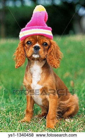 CAVALIER KING CHARLES SPANIEL, PUP READY TO WINTER View Large Photo Image Stock Photo - CAVALIER KING CHARLES SPANIEL, PUP READY TO WINTER. Fotosearch
