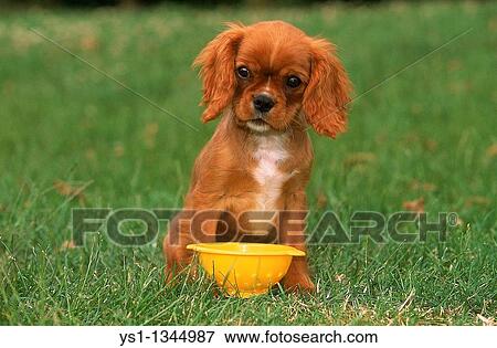 CAVALIER KING CHARLES SPANIEL, PUP PLAYING WITH A PLASTIC DISH DRAINER TOY View Large Photo Image Stock Photo - CAVALIER KING CHARLES SPANIEL, PUP PLAYING WITH A PLASTIC DISH DRAINER TOY. Fotosearch