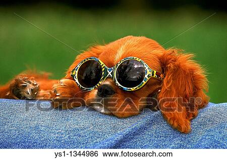 CAVALIER KING CHARLES SPANIEL, PUP WITH SUNGLASSES View Large Photo Image Stock Photograph - CAVALIER KING CHARLES SPANIEL, PUP WITH SUNGLASSES. Fotosearch