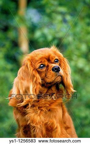 CAVALIER KING CHARLES SPANIEL View Large Photo Image Stock Image - CAVALIER KING CHARLES SPANIEL. Fotosearch