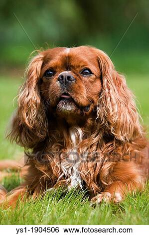 Stock Photograph - CAVALIER KING CHARLES SPANIEL. Fotosearch