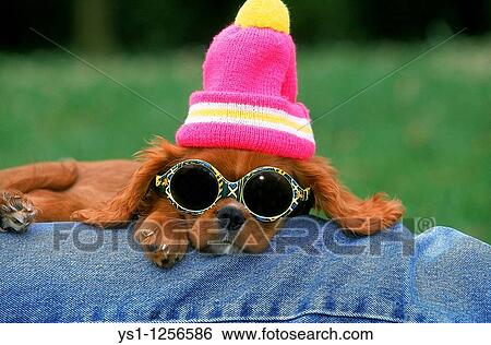 Stock Photograph - CAVALIER KING CHARLES SPANIEL WITH BONNET AND SUNGLASSES. Fotosearch