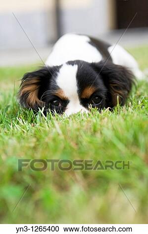 Cavalier king hiding in the grass View Large Photo Image Stock Image - Cavalier king hiding in the grass. Fotosearch