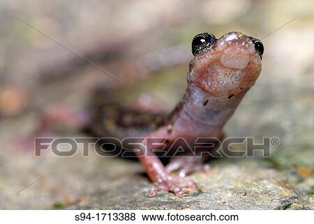 Cave salamander of the Gennargentu Speleomantes imperialis in Is Alinos stream near Aritzo, Sardinia, Italy View Large Photo Image Stock Photo - Cave salamander of the Gennargentu Speleomantes imperialis in Is Alinos stream near Aritzo, Sardinia, Italy. Fotosearch