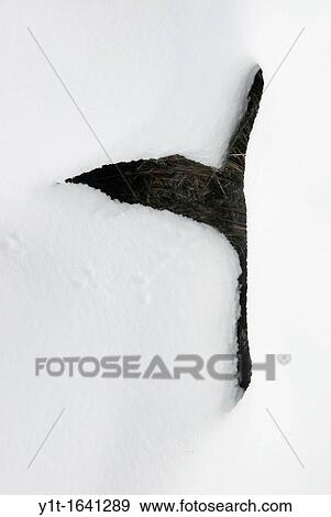 Stock Photo - cavity in the snow. Fotosearch